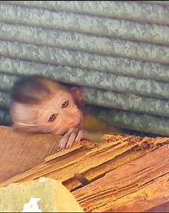 3K views · 78 reactions | Million pitiful poor newborn cry deep terrified stucking head to call mom help her | Master Monkey | Facebook