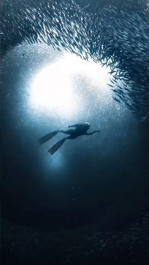 Freediver disappears inside millions of swirling sardines #freediving #mermaid #ocean