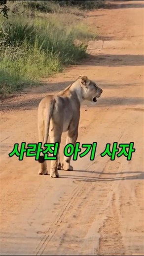 ❤️ 사라진 아기를 찾는 어미 사자…