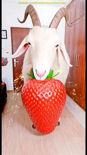 Marvelous Dancing Polish Cow funny Goat strawberry asmr cow dance Cow Videos animal funny video