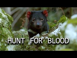 Creatures Of The Night: The Last Devils | Tasmanian Devil | Documentary