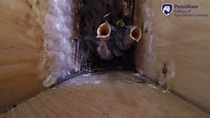 6.2K views · 49 reactions | Penn State College of Agricultural...