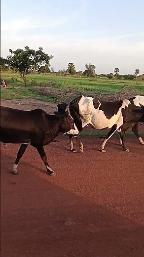 Beautiful African Cows 🐂 | Traditional Cattle Life in Africa | Village Lifestyle"AfricanCows