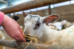 Feather Down - Howbeck Lodge, Wigton, Cumbria | Pitchup.com