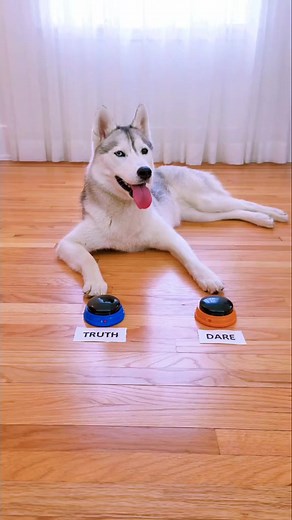 44 reactions | The ultimate dare. No bed is safe with Skaya around. | Skaya Siberian | Facebook