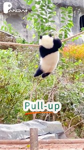 China's 15th National Games are in full swing! Are these pandas prepping for their own Games?! #Pandorable #15thNationalGames | Panda Plus