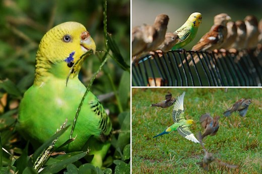 Meet the escaped parakeet hanging with wild sparrows in Central Park — whose life is in danger as winter approaches