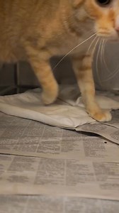 2.7K views · 200 reactions | RESCUED URGENT! NEEDS OUT BY 5PM ON...