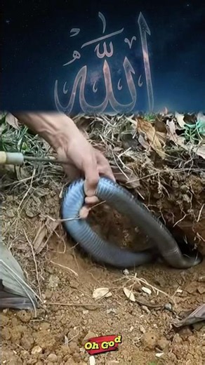 Pro expert vs King Cobra! 😱 #snake #cobra #kingcobra