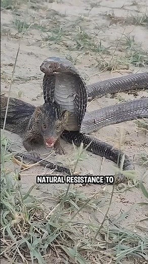 Cobra vs Mongoose! Doesn't end as expected 🤯