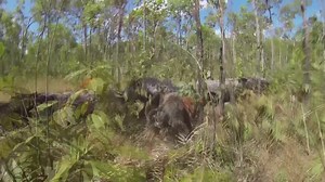 Hunting wild pigs in Australia, quads boars atvs buggys dogs | Hogs Dogs & Quads
