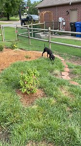 Lab Rescue OK, Inc. on Reels