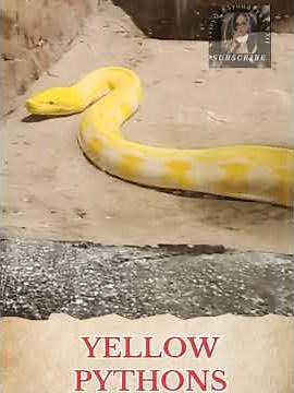 BIGGEST Yellow Python Ever Found?