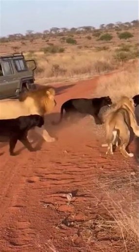 Lions vs Black Panther… Who Survives? 🦁🔥#lion #viral #