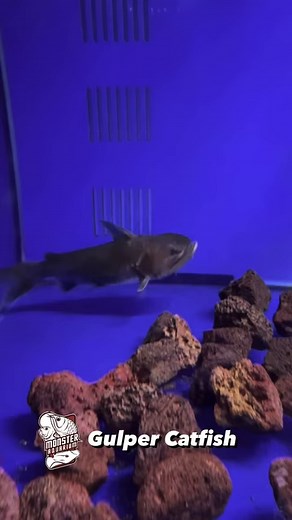 @monsteraquarium The Gulper Catfish, scientifically known as Asterophysus batrachus, is a captivating freshwater species originating from the Amazon River basin. Recognized for its voracious appetite, this catfish has a unique feeding behavior of engulfing prey whole, reminiscent of its name. With its distinctive appearance marked by an elongated body and large mouth, the Gulper Catfish adds a predatory charm to aquariums. This species requires a spacious tank with hiding spots, as it tends to b