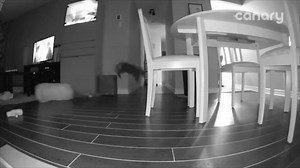 2M views · 3K reactions | Who knew a cat would have such cat-like reflexes?  #acrocat #caughtbyCanary | Canary | Facebook