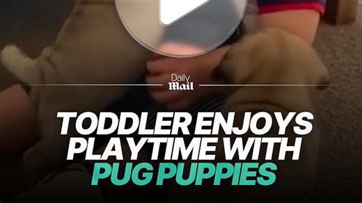 Adorable toddler plays with litter of pug puppies