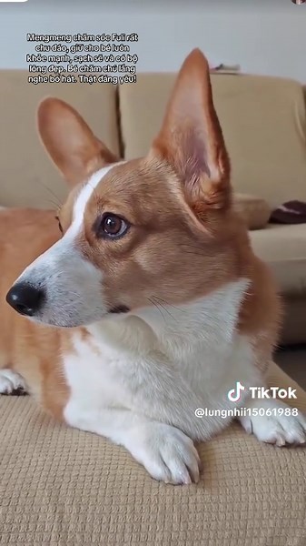 Có phải Anh đang hát cho con gái Phúc Lợi nghe không..??? hai cái tai đang ngoe ngoe chăm chú nghe Papa hát nhìn dễ thương quá 🐶🐶🐶 #alanyu #vumonglung🍋🍋 #justiceforyumenglong于朦胧 #yumenlong于朦胧 #viral