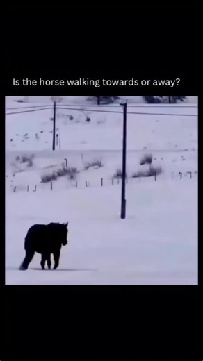 ply_wood859 | This illusion is a classic case of bistable perception, where a single image supports two equally valid interpretations, but your visual... | Instagram