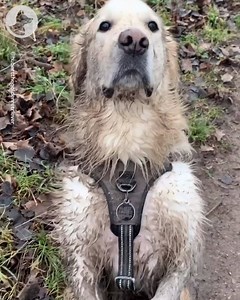 237K views · 8.6K reactions | "Mud did a attack…pwease don’t angry"  | Go Fetch | Facebook