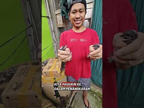 Let's try breeding this legendary bird, who knows, maybe it will work