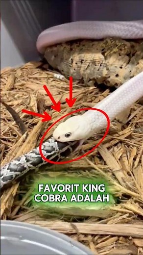 Menu Makan Siang King Kobra: TEMANNYA SENDIRI! 🐍