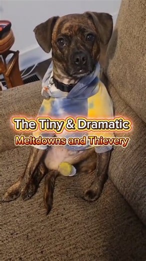 210K views · 8K reactions | The Tiny & Dramatic: Meltdowns and Thievery Season 2 #dramaticdog #fbseries #dogreels | Frankie, Gus & Lucy | Facebook