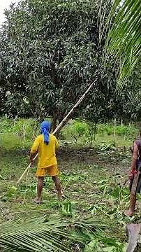 How to Spray a Mango Tree for Maximum Growth & Pest Control - DIY