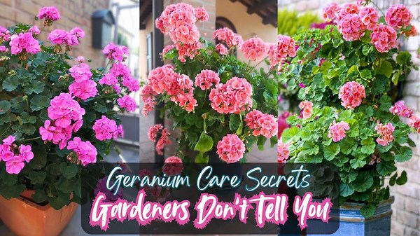 Easy ways to keep your geranium plants healthy and blooming