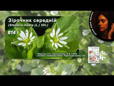Зірочник середній (Stellaria media (L.) Vill.) | Альбом з ботаніки | Розповідь-Фрагмент