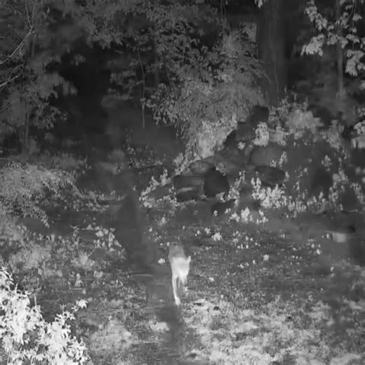 156K views · 6.2K reactions | Red Wolf pup sighting!  About two weeks ago, Red Wolf Oak gave birth to pups in her den but we didn't have confirmed sightings until Monday night. Under the cover of darkness, Oak moved her pups, one at a time, from the den to another location in her enclosure. The pups will receive their initial health check tomorrow, so stay tuned for updates (and cute photos)! | Wolf Conservation Center | Facebook