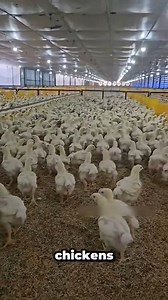 884K views · 14K reactions | Hanyoyin Samar da Kaji Masu Yawa  #production #processing #farming #agriculture #animals #livestock #poultryfarming | Auwalu Tukur | Facebook