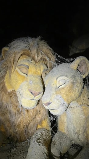 Sur le set abandonné du Roi Lion : une exploration unique