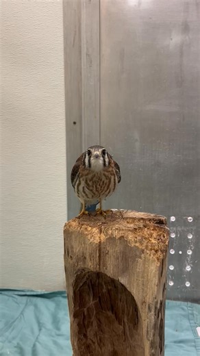 13K views · 357 reactions | Have you ever heard a Kestrels call?...