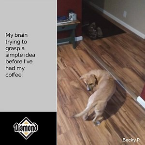 15K views · 208 reactions | No coffee. Brain does not compute. 路☕ | Diamond Pet Foods | Facebook