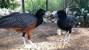 Kyle Waites, a bird keeper, has been tossing crickets to our pair of blue-billed curassows. The male catches the crickets and then offers them to the female while making a melodic whistling call. Kyle adopted this husbandry technique known as allofeeding that is used in Colombia to increase pair bonds and have more success in breeding. #MoreThanAZoo #birds | Phoenix Zoo
