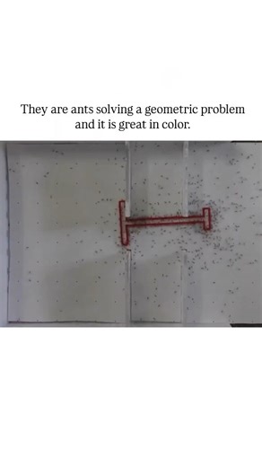 UNIVERSAL KNOWLEDGE on Instagram: "The Instagram reel shares a video from a December 2024 PNAS study by Weizmann Institute researchers, depicting Paratrechina longicornis ants collectively navigating a T-shaped "piano-movers" puzzle by maneuvering an oversized load through narrow slits in interconnected chambers. Large ant groups of about 100 individuals solved the geometric challenge successfully around 80% of the time, far outperforming solo ants or small groups through emergent behaviors like
