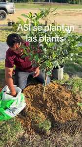 Cómo plantar gardenias: la mejor manera paso a paso