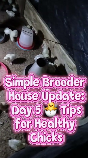 Simple Brooder House Update: Day 5 🐣 Tips for Healthy Chicks. #chickenbrooder #chicks #hen