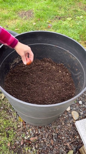 Good morning! Here are this year’s layered flower bulbs that we planted last fall! I noticed the tulips were a bit crowded, next time we’ll plant less bulbs to give them more room. Unfortunately, half of the hyacinth bulbs didn’t emerge and most likely rotted from all the rain we got during winter, nonetheless I think it turned out stunning and I love the vibrant hues! Make sure to select taller varieties of tulips, and daffodils as they’re planted deepest and will give you a better display. Las