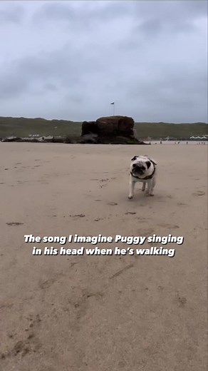 827K views · 8.3K reactions | Actual audio from inside Puggy’s mind  #soundon #puggysmalls #puglife #happyguy #pugs #beach #dogsofinstagram #barked #dogsofinstagram #speakpug #dogs #cuteanimals #notoriouspugs | Puggy Smalls | Facebook