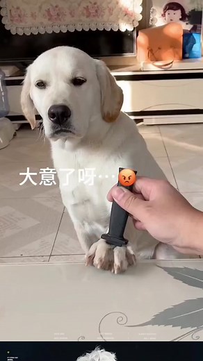 #funny #funnyanimals #funnyvideos #cuteanimals #pet #fyp