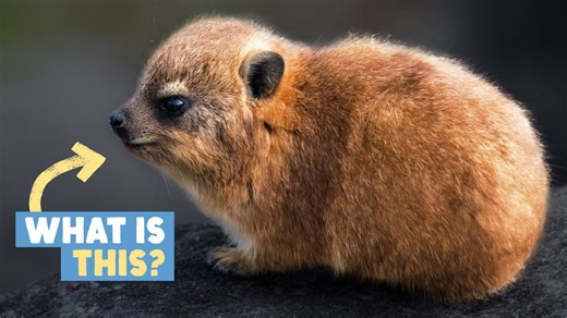 This furry potato is an evolutionary mystery