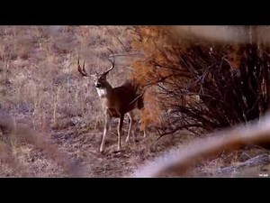 Hunting Deer in Northwest Oklahoma