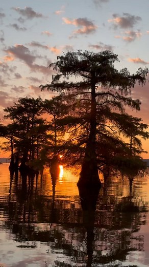 Caddo Lake, located in Uncertain, Texas, is famous for its breathtaking sunsets. The vibrant colors reflecting off the water and the silhouettes of bald cypress trees create a stunning scene.#texas #caddolake #airbnb | FirstCastCabin
