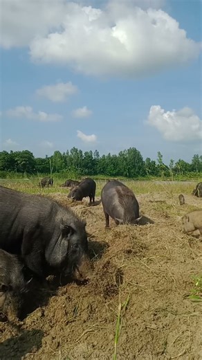 Pigs Farming with Wild Animals 🐷🦌 #Shorts #birds #nature #farmlife
