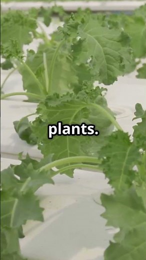 Build a Self Running Hydroponic Farm at Home!