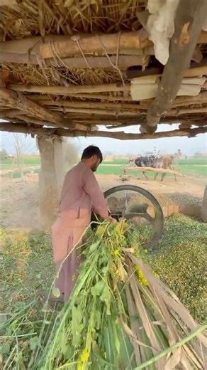 Chaff cutter machine operating with white bulls