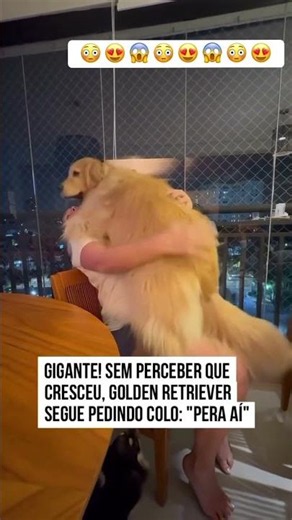 Giant dog asks for cuddles and charms the internet #pets #cute pets #dog