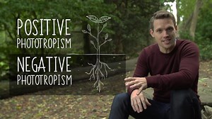 Plant hormones - Explaining key biological concepts: Video playlist - BBC Bitesize